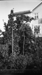 Hageanlegg, hus. Vestmar.