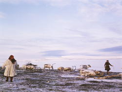 Foto av samer og reinsdyr på snødekt vidde..