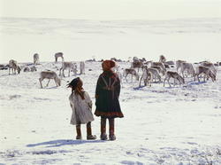 Foto av samer og reinsdyr på snødekt vidde..