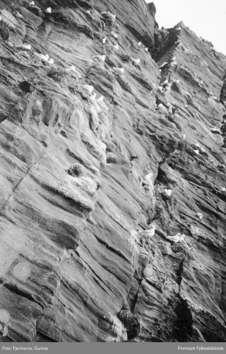 En liten del av den bratte fjellsiden på Svæholtklubben med mange måker. Bildet er tatt i mai 1946.