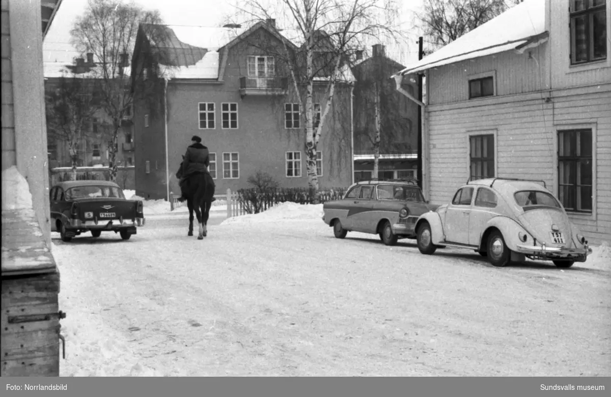 Sundsvalls polishästar och ridande poliser.