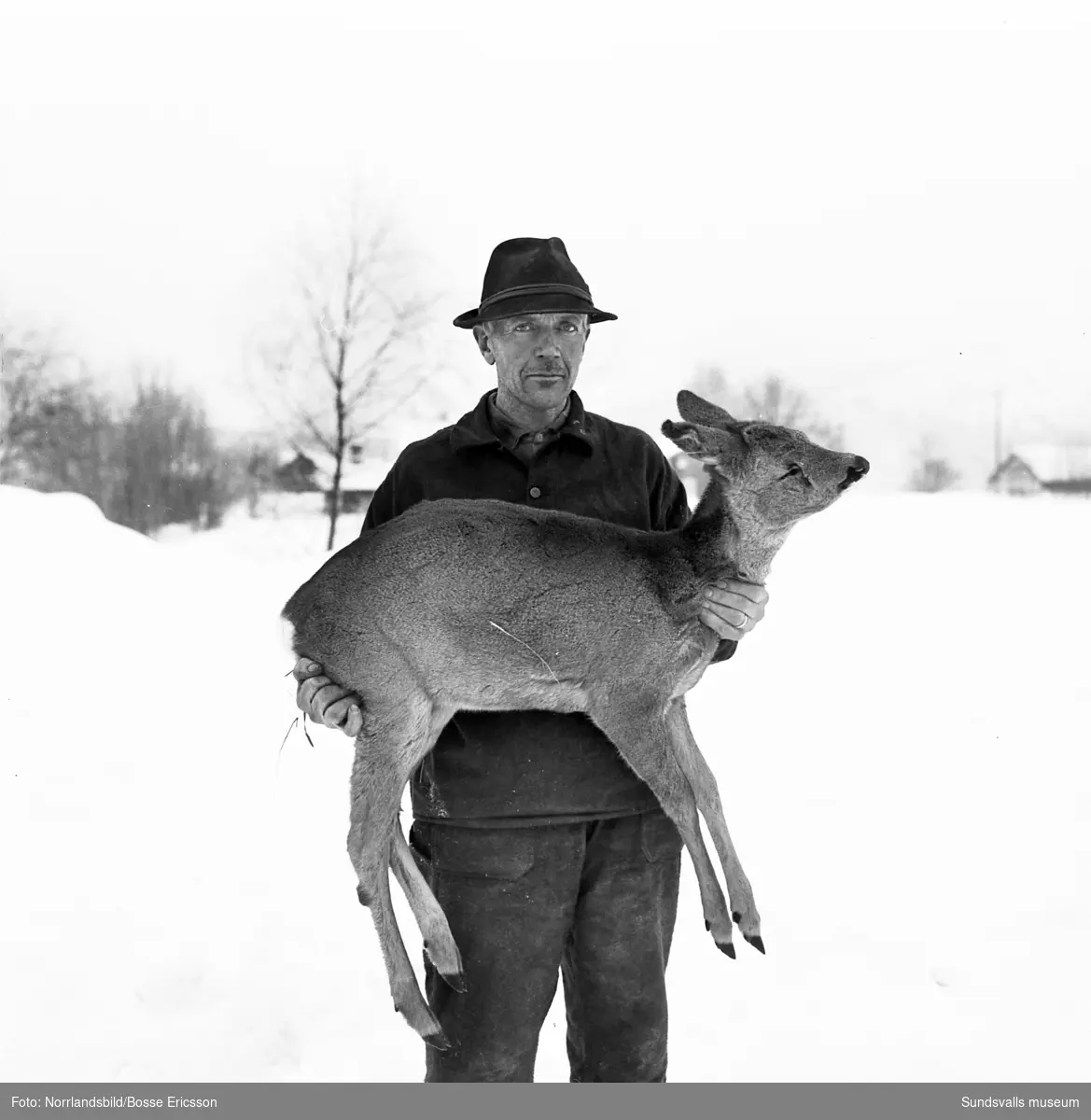 Rådjursdrama i Västbo, Njurunda. Hemmansägare E.A. Eriksson hittade två  rådjur som jagats och dödats av lösspringande hundar på Ljungans is.