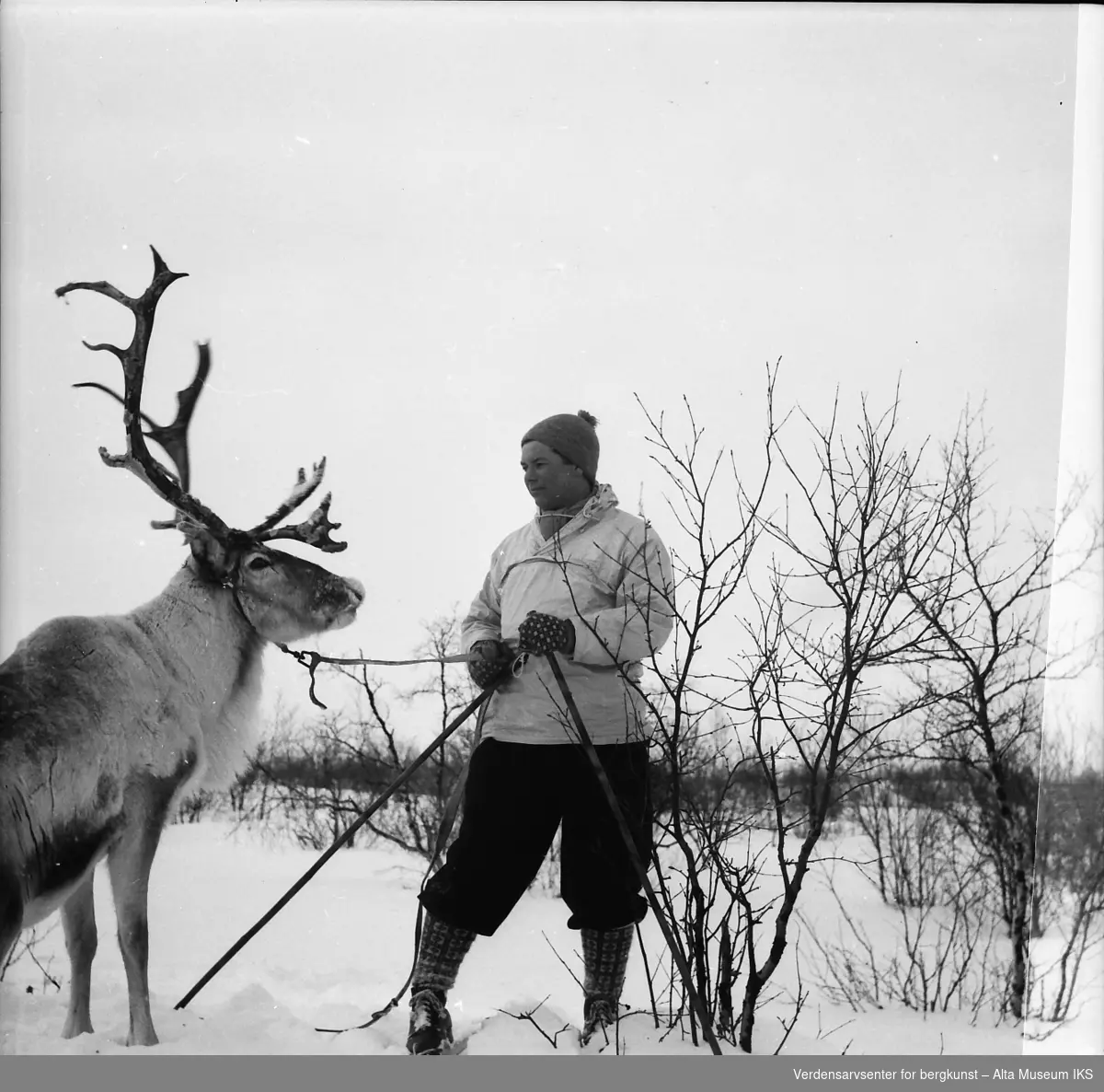 En mann står med et reinsdyr i bånd. Mannen har ski på beina, og står i marka.