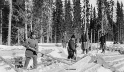 Skogsarbeid i Nordvest-Russland tidlig på 1900-tallet, da sk