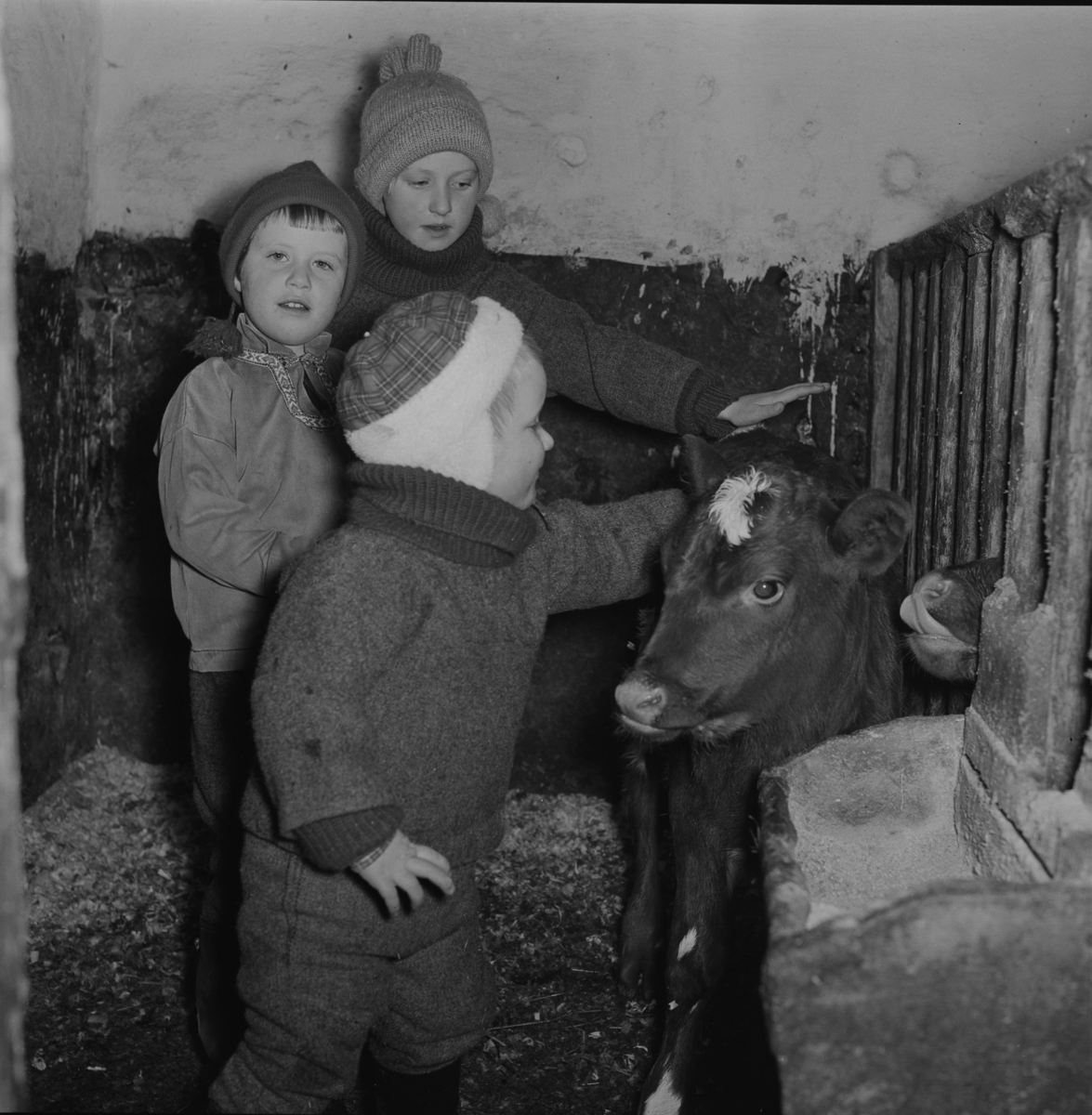 Barna klapper kalven i fjøset.  Sørum gård 1967.