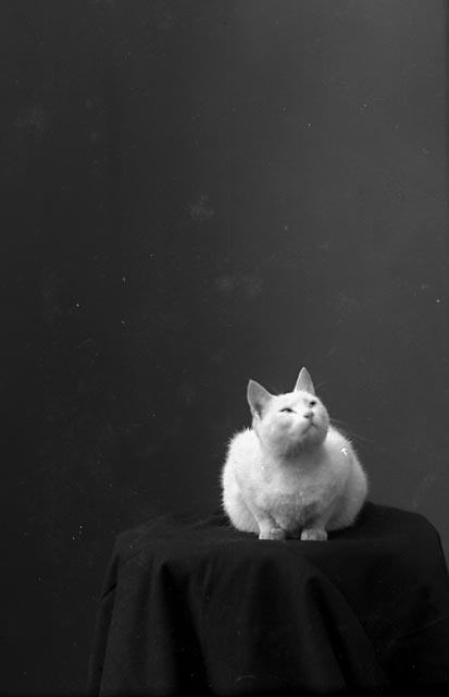 Porträtt av en katt