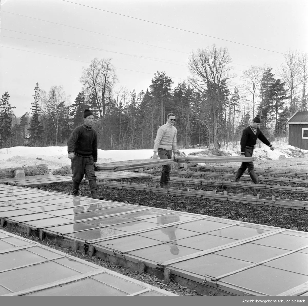 Anders Hafskjolds gartneri på Grette i Lier. Ola Gutubakken, Anders og Øyvind Brattsvedal bærer bort glasstakene på persillebenkene. Februar 1959.