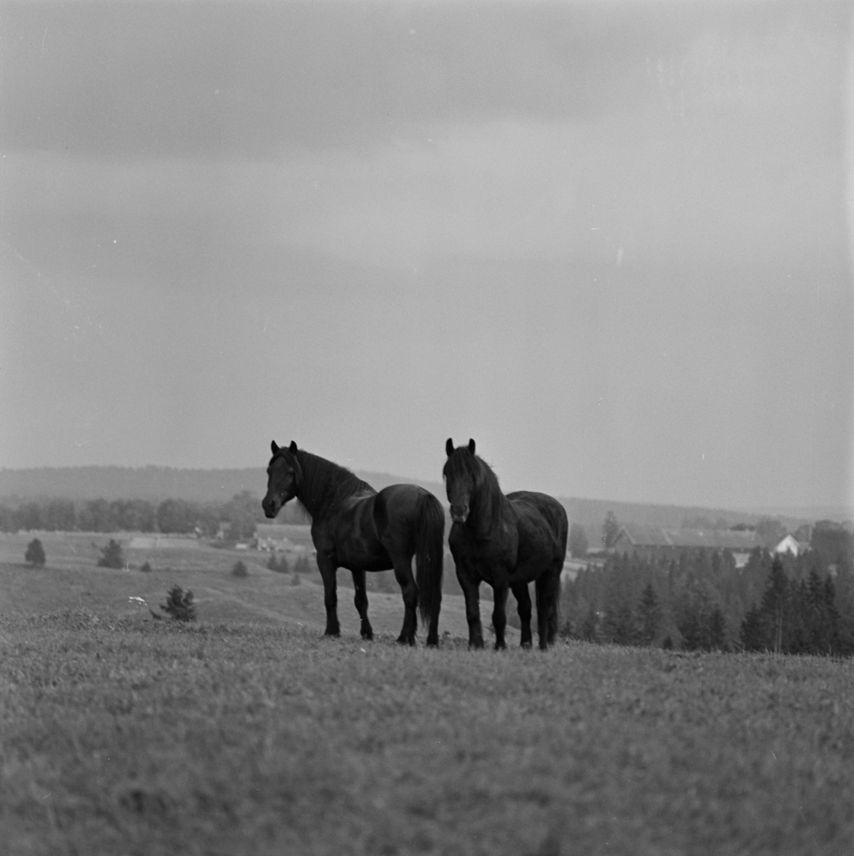 Hester på beite, Sørum gård i Gjerdrum Sommeren ca. 1962