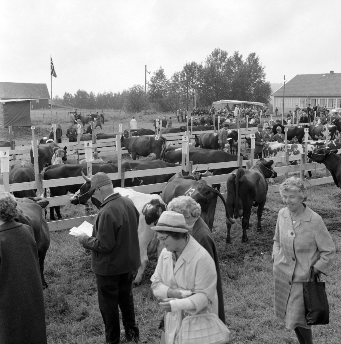 Fra bygdeutstillingen i 1970 på Ask i Gjerdrum. Fesjå , kyr og publikum.