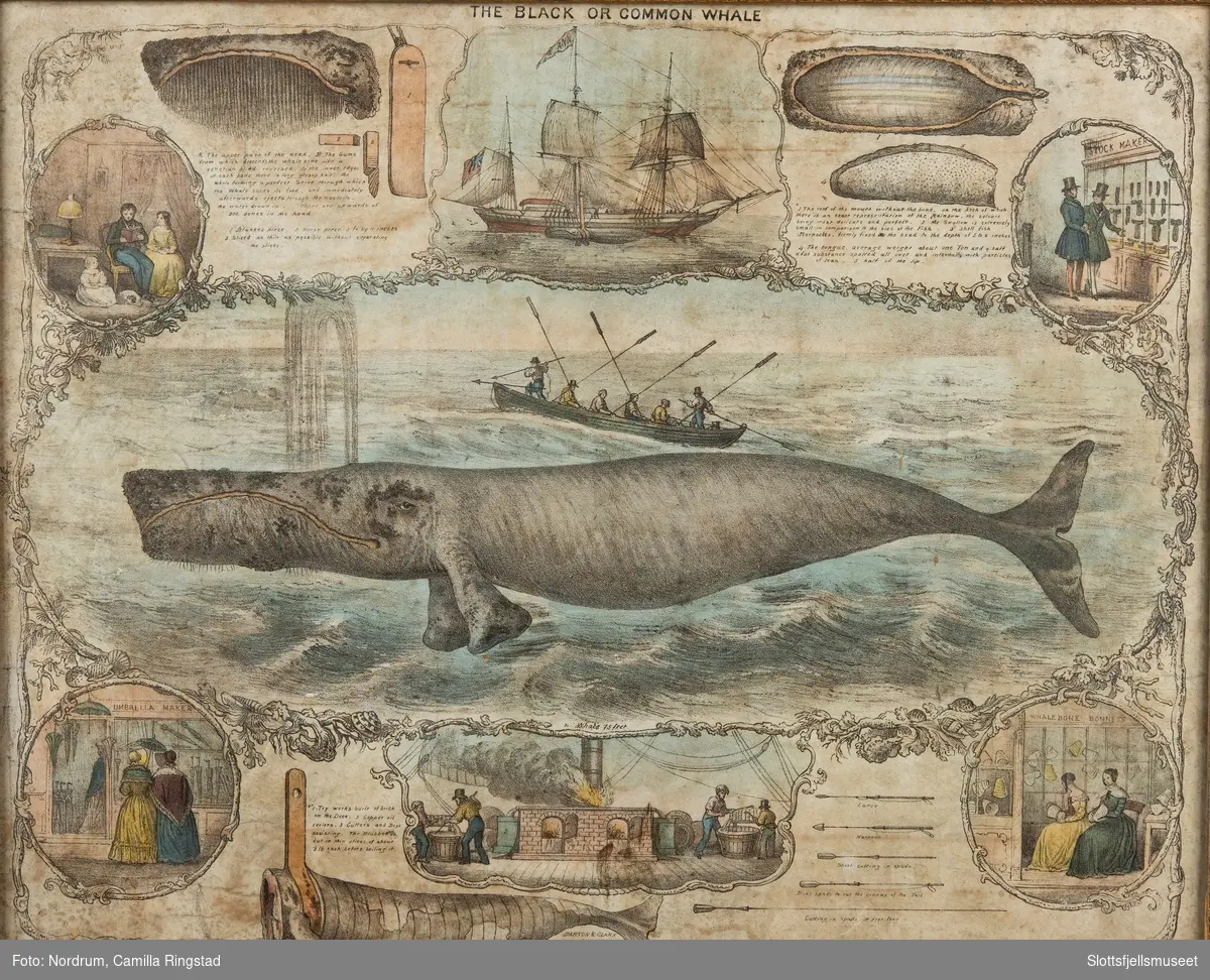 Hval og hvalfangst, hva hvalen brukes til.