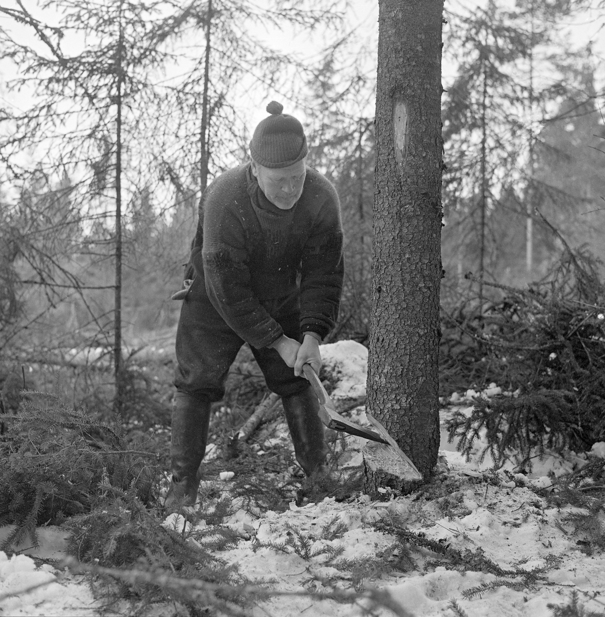skogsarbeider-helge-brenden-fra-hernes-i-elverum-feller-et-grantre-i