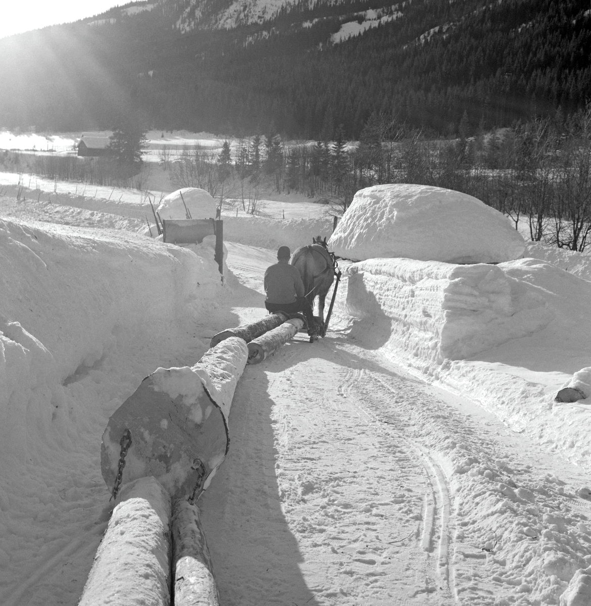 Hankekjøring av tømmer i Vestre Gausdal i mars 1967. Fotografiet er tatt idet kjørekaren Reidar Solberg og hesten hans hadde nådd endepunktet for den transportetappen de hadde ansvar for, en velteplass ved brøytet bilveg nede i dalbotnen. Bak hesten ser vi den fremste delen av hankevendinga, barket tømmer som var kjedet parvis sammen for å kunne slepes bak en stutting. Høyere oppe i lia foregikk hankekjøringa  på en enkel veg som tømmerkjøreren hadde måkt og tråkket i et terreng der det ennå ikke var særlig mange skogsbilveger. Ei normalvending under hankekjøring i det bratte terrenget i Vestre Gausdal var på om lag tre tylfter (36 stokker), men under gode forhold skal det ha vært kjørt vendinger på oppimot 100 stokker. Hvor mye tømmer som fantes i den vendinga som er avbildet her vet vi ikke eksakt. I dette tilfellet vet vi imidlertid at det var tre kilometers kjøreveg. Når strekningen var såpass lang rakk tømmerkjørerne bare to vendinger om dagen i den mørkeste tida (desember-januar). Dette fotografiet ble tatt i mars 1967, da Kjell Søgård og Tore Fossum fra Norsk Skogbruksmuseum var i Vestre Gausdal for å gjøre opptak til en kulturhistorisk dokumentasjonsfilm om tømmerkjøringstradisjonene i bygda. I kommentarene til filmen sier gausdølen Nils Bjørge følgende: «Under hankekjøring lyt det væra godt samspell mellom hæst og kar, ska’ vendinga gå godt. Enkelte øykje lære konsta bæ’re ell andre. Døm tek hardt ti før å få løyst vendinga i starta, og så legg døm seg kraftig ti sæla’n der det er flate og tunge strekninger.»