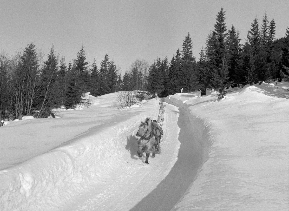 Hankekjøring av tømmer i Vestre Gausdal i mars 1967. Fotografiet er tatt på et sted der hesten, en fjording, trakk de sammenkjedete på brøytet bilveg med høye snøplogkanter. Posituren til hesten kan tyde på at den er avbildet i ganske stor hastighet. Høyere oppe i lia foregikk hankekjøringa på en smal veg som tømmerkjørerne hadde måkt og tråkket i djupsnøen med sikte på å få tømmeret trygt nedover den bratte lia. Ei normalvending under hankekjøring i det bratte terrenget i Vestre Gausdal var på om lag tre tylfter (36 stokker), men under gode forhold skal det ha vært kjørt vendinger på oppimot 100 stokker. Hvor mye tømmer som fantes i den vendinga som er avbildet her vet vi ikke eksakt. I dette tilfellet vet vi imidlertid at det var tre kilometers kjøreveg. Når strekningen var såpass lang rakk tømmerkjørerne bare to vendinger om dagen i den mørkeste tida (desember-januar). Dette fotografiet ble tatt i mars 1967, da Kjell Søgård og Tore Fossum fra Norsk Skogbruksmuseum var i Vestre Gausdal for å gjøre opptak til en kulturhistorisk dokumentasjonsfilm om tømmerkjøringstradisjonene i bygda. I kommentarene til filmen sier gausdølen Nils Bjørge følgende: «Under hankekjøring lyt det væra godt samspell mellom hæst og kar, ska’ vendinga gå godt. Enkelte øykje lære konsta bæ’re ell andre. Døm tek hardt ti før å få løyst vendinga i starta, og så legg døm seg kraftig ti sæla’n der det er flate og tunge strekninger.»