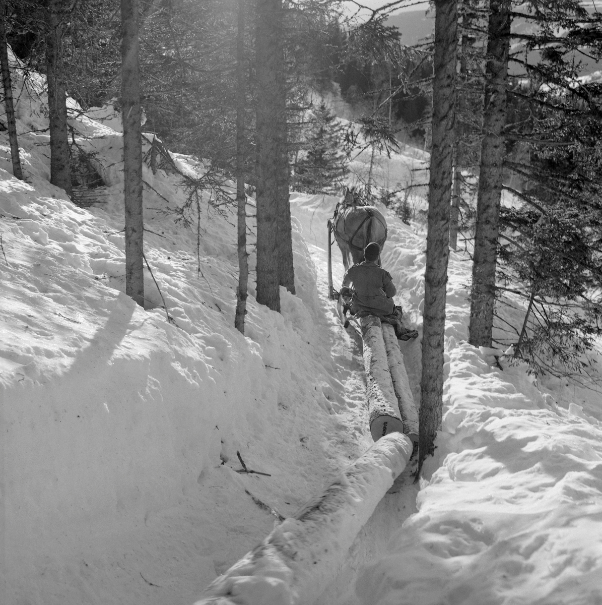 Hankekjøring av tømmer i Vestre Gausdal i mars 1967. Fotografiet er tatt et stykke oppe i lia der hesten, en fjording, trakk de sammenkjedete tømmerstokkene på en smal veg som tømmerkjørerne hadde måkt og tråkket i djupsnøen med sikte på å få tømmeret trygt ut av skogen og videre nedover den bratte lia. Ei normalvending under hankekjøring i det bratte terrenget i Vestre Gausdal var på om lag tre tylfter (36 stokker), men under gode forhold skal det ha vært kjørt vendinger på oppimot 100 stokker. Hvor mye tømmer som fantes i den vendinga som er avbildet her vet vi ikke eksakt. I dette tilfellet vet vi imidlertid at det var tre kilometers kjøreveg. Når strekningen var såpass lang rakk tømmerkjørerne bare to vendinger om dagen i den mørkeste tida (desember-januar). Dette fotografiet ble tatt i mars 1967, da Kjell Søgård og Tore Fossum fra Norsk Skogbruksmuseum var i Vestre Gausdal for å gjøre opptak til en kulturhistorisk dokumentasjonsfilm om tømmerkjøringstradisjonene i bygda. I kommentarene til filmen sier gausdølen Nils Bjørge følgende: «Under hankekjøring lyt det væra godt samspell mellom hæst og kar, ska’ vendinga gå godt. Enkelte øykje lære konsta bæ’re ell andre. Døm tek hardt ti før å få løyst vendinga i starta, og så legg døm seg kraftig ti sæla’n der det er flate og tunge strekninger.»