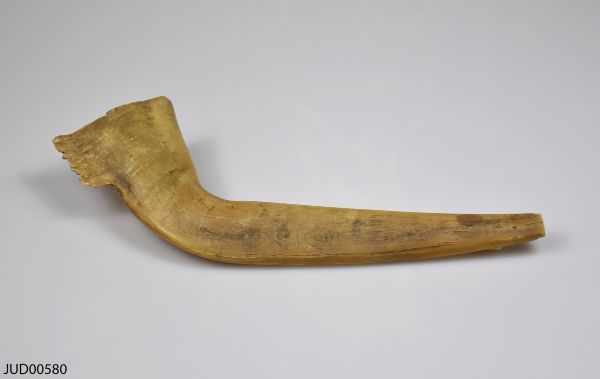 Shofar tillverkad av horn, med tillhörnade ask klädd på insidan med papper med hebrisk text skriven på.