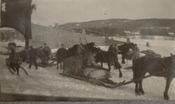 Tømmerkjørere drar ut med hest og slede fra Tannes i Nord-Od