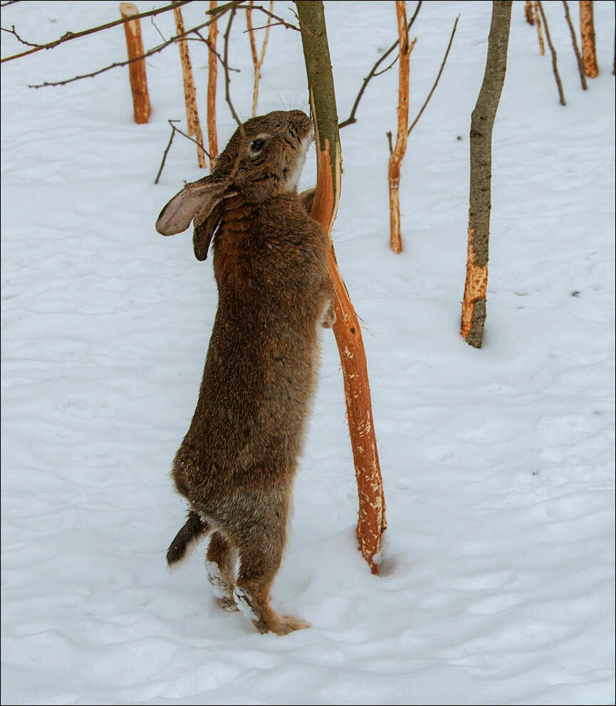 Hare Lepus timidus gnager av bark på trærne. / Hare Lepus timidus gnager av bark på trærne.