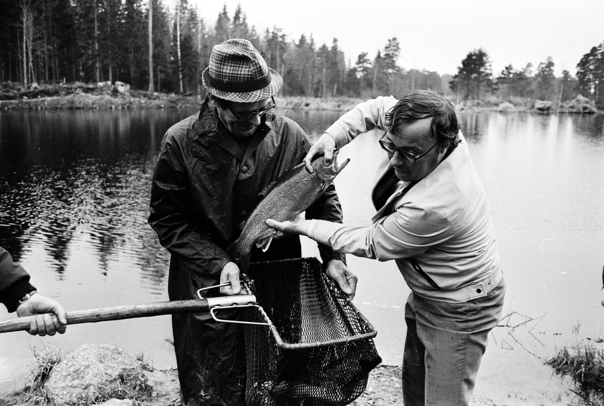 Stor isättning av Regnbåge i Marionsjön, Söderfors, Uppland 1973