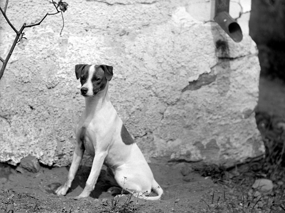 Emil Durlings hund invid fotografens bostad Strömmen i Sankt Anna socken. Vad jycken hette är sedan länge glömt.