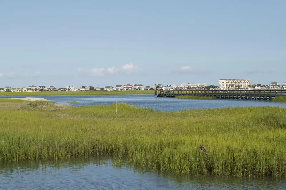 Landskapsfoto av Myrtle Beach med vannplanter som stikker opp fra vannet og kystlinjen i bakgrunnen