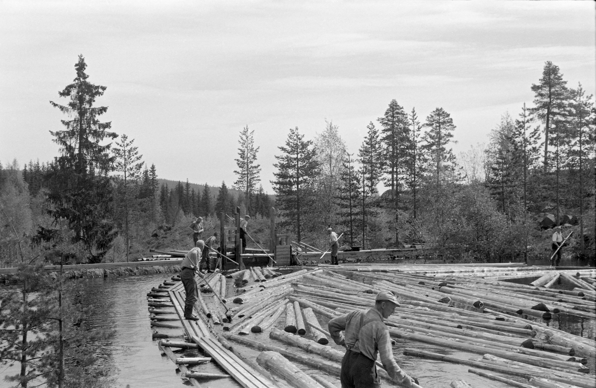 Fløting fra Bjørnstaddammen i Malungvassdraget i Romedal allmenning i Hedmark våren 1959. Denne dammen ligger i Gaukåa, som renner sørøstover mot den ytre Rasasjøøen. Fotografiet er tatt var en av fløtegangene, som i tillegg til å være arbeidsplattformer for damfløterne skulle lede tømmeret mot damåpningen. Bjørnstaddammen var en såkalt lukedam, altså en dam der åpningen hvor vannet skulle renne ut kunne stenges ved hjelp av treluker (lemmer) som kunne skyves ned eller spettes opp, avhengig av om man ønsket å magasinere et reservoar med vann på motstrøms side eller slippe tømmer ned i det nedenforliggende elveløpet med på en vannstrøm som var stor nok til å bære det videre. Da dette fotografiet ble tatt sto midtluka helt åpen og fem fløtere med langskaftete haker skjøv eller trakk stokkene mot damåpningen. I 1959 ble det innmeldt 17 908 tømmerstokker til fløting i Gaukåa.