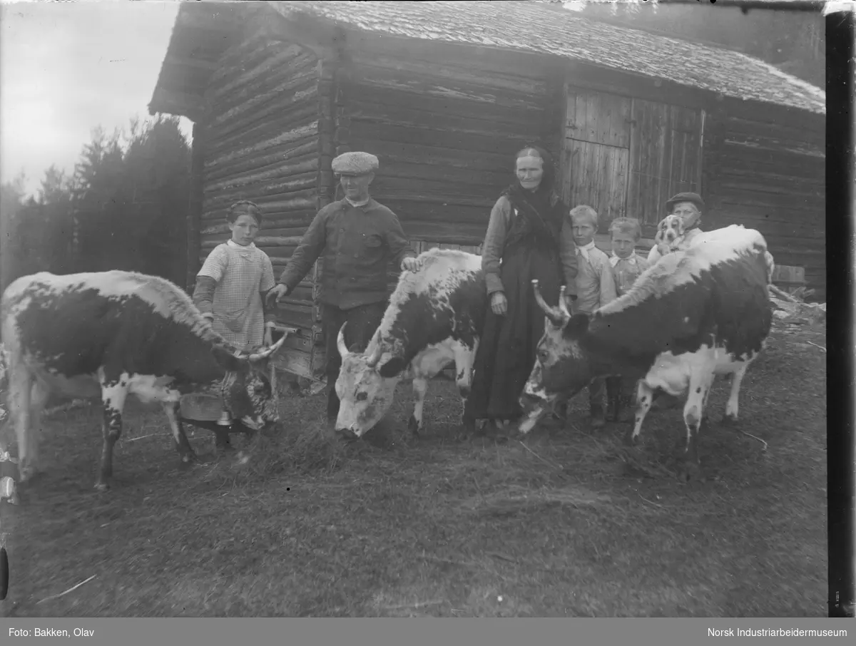 Familien Sønstebø, to voksne og fire barn, stående foran en løe sammen med Telemarkskuer. En av guttene har en hund i armene.
