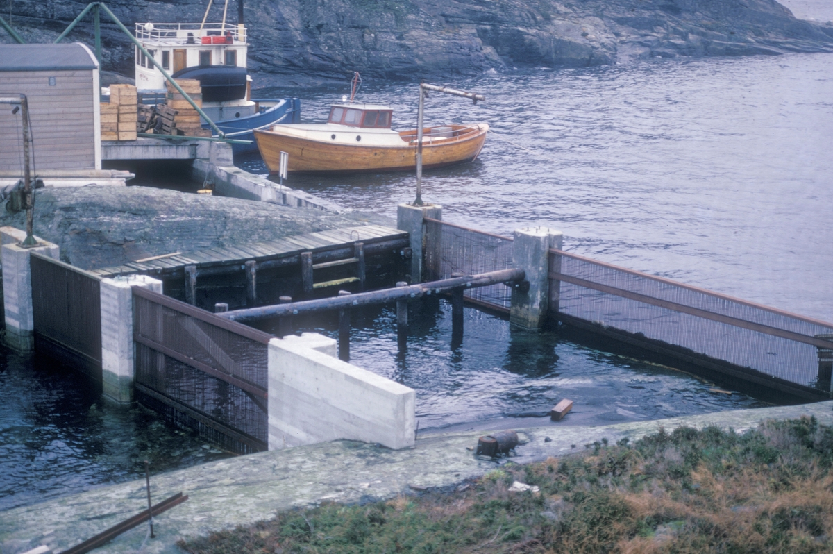 Dette er innløpet ved Mowi A/S sitt anlegg i Flogøykjølpa. I bakgrunnen sees styrhuset og hekken på frakteskuta "Torsvik" som fraktet råstoff til laksefor.