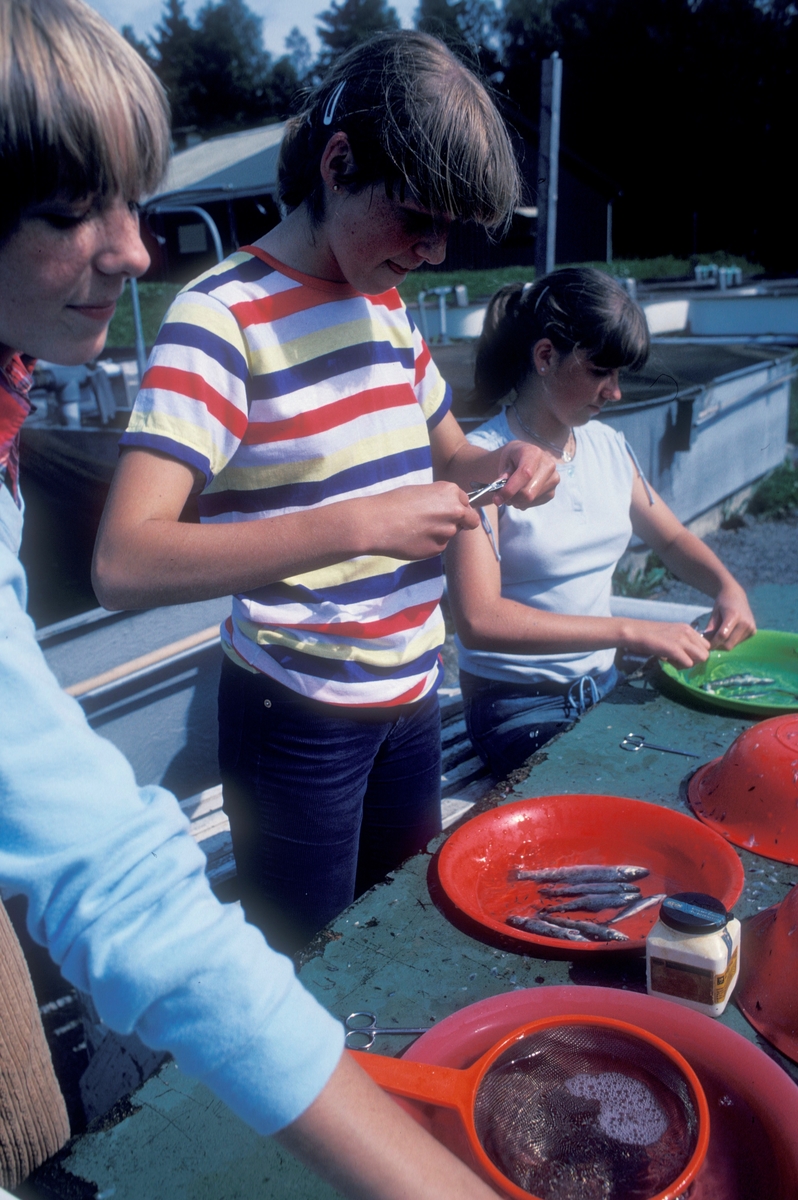 Ungdommer (studenter eller sommervikarer?) merker fisk ved å klippe et hakk i ryggfinnen.