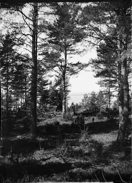 Ett skogsparti med höga träd, utsikt mot en sjö. Möjligen foto från Grännaberget mot Vättern.
