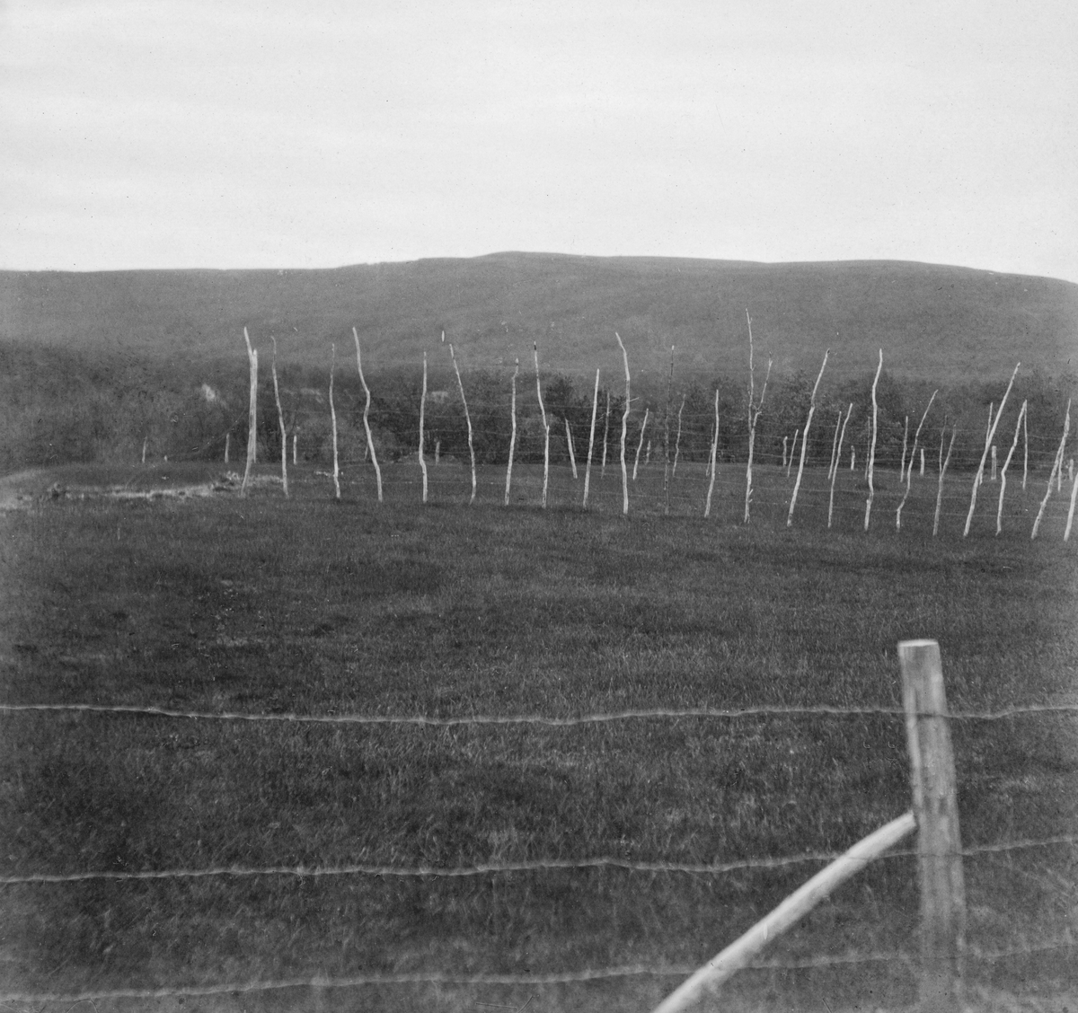 Engareal med skog i bakgrunnen. Fotografiet skal være fra Tana i Øst-Finnmark. Det er antakelig tatt fra en veg som var skilt fra det nevnte engaeralet ved hjelp av et piggtrådgjerne. Inne på enga sto det rekker av bjørkerajker med sdtåltrådstrenger på. antakelig hesjer, brukt til å tørke gras som skulle bli til høy, vinterfôr for buskapen. Det fotografen som har tatt fotografiet har vært opptatt av er imidlertid skogen i bakgrunnen. På kartotekkortet har han skrevet «Teigehugst. De lysere striper i bakgrunnen er hugne teiger. "Mellemteigene" er mørkere.» Akkurat dette er det vanskelig å skjelne på den bevarte versjonen av fotografiet, men bildeteksten vitner i hvert fall om forsøk med dette avvirkningsprinsippet.

Teighogst var tidlig på 1900-tallet den gjengse betegnelsen på det som seinere har vært kalt «snauhogst». I skogforvalter Agnar Barths «Skogbrukslære» (1905-utgaven) står det: «Ved denne Hugstform venter man, at Hugstfladens Besaaning skal besørges af den omkringstaaende Skog. Selve Hugstfladen blottes derfor samtidig for alle ældre Trær og ryddiggjøres tillige for enkeltvis forekommende yngre Stammer eller mulig opkommen spredt Eftervækst, da disse Træer paa Grund af siun frie Stilling alene vil komme til at vokse ud til grovkvistede, vidkronede, lidet nytbare Stammer.»