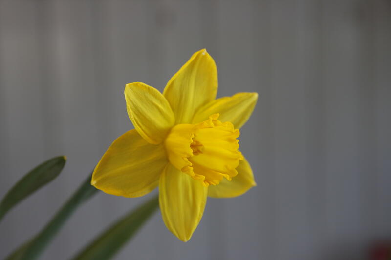 Narcissus Saint Keverne (Foto/Photo)