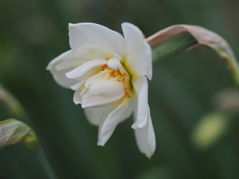 GH 2008 29 Narcissus poeticus 'Plenus' (Foto/Photo)