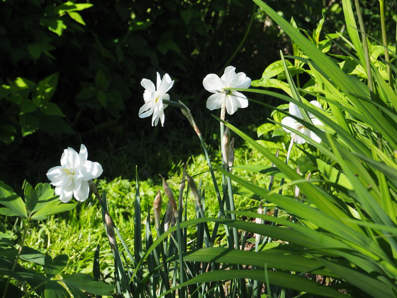 GH 1997 04 Narcissus 'Tamar Double White' (Foto/Photo)