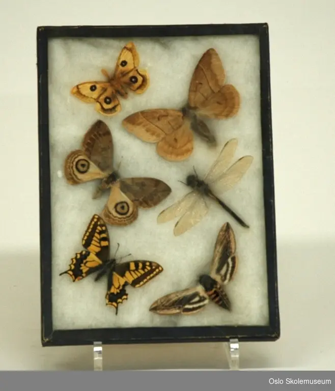 Ramme med fem sommerfugler og en øyenstikker. Disse ligger i en seng av bomull. På baksiden av rammen står navnene på de ulike artene; Automeris specis, Tauspinner, Øienstikker, Automaris coresu og Ligustersværmer.