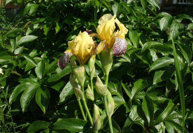 GH 2005 16 Iris variegata fra Høland (Foto/Photo)