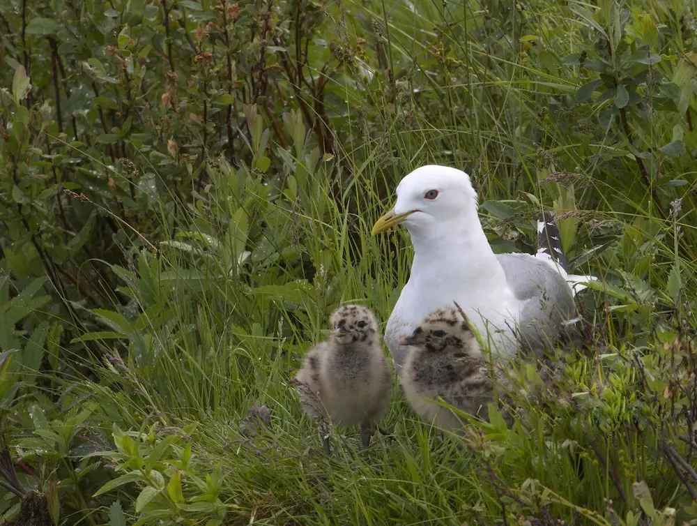 Foto av en fiskemåke med unger