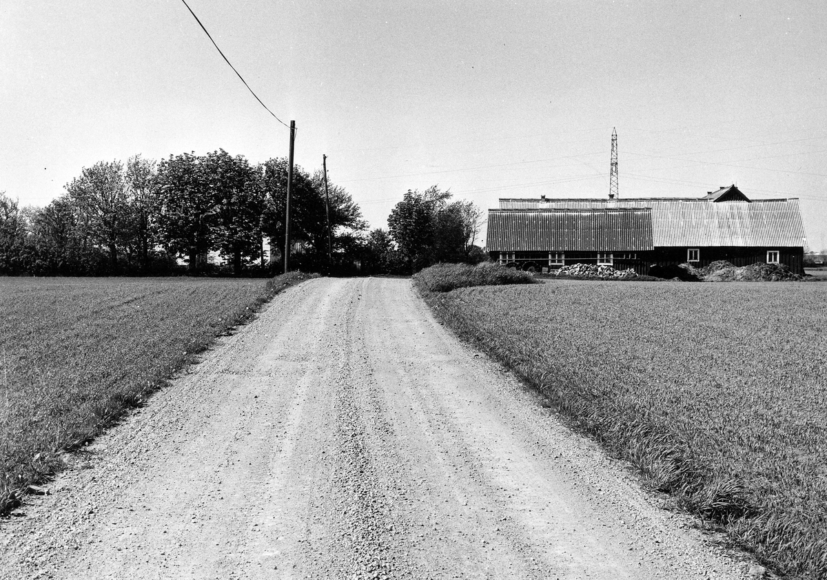 Snöstorps sn. Fyllinge.
Foto 2 är samma motiv.
Fornlämning i Fyllinge. Snöstorps socken, nummer 36 i Raäs inventering 1967. Högen syns som ett inpediment i åkern och sträcker sig in under vägen, från nordväst.
Raä: 36.