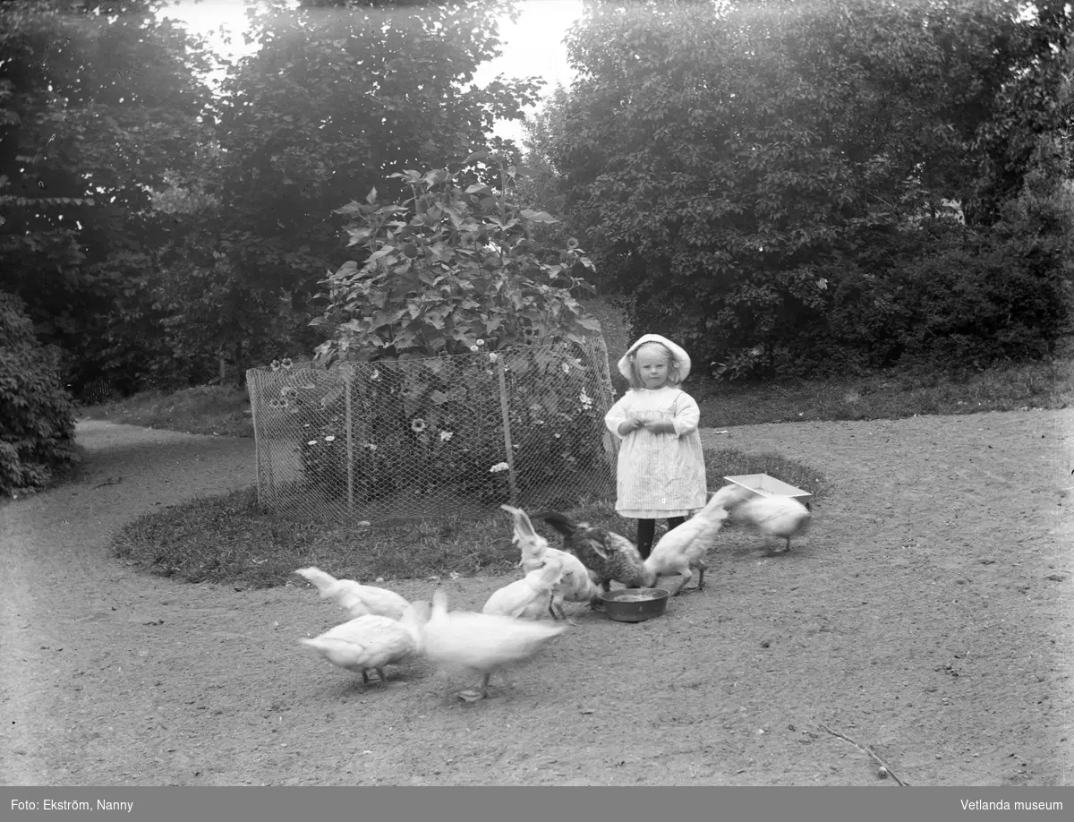 Flicka tillsammans med höns och ankor i trädgård. Personen på bilden är troligtvis bekant med fotografen, Nanny Ekström.