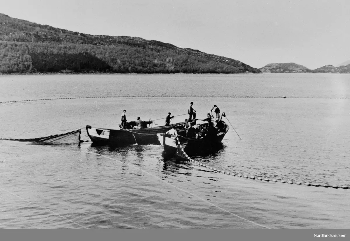 Sildesteng på Stavnesfjorden, lettbåtene tilhører M/K "Aamnes".