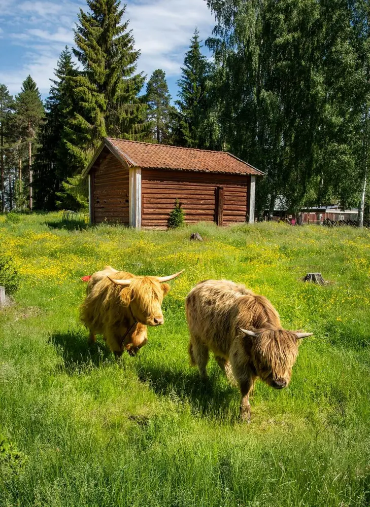 Skotsk høylandsfe