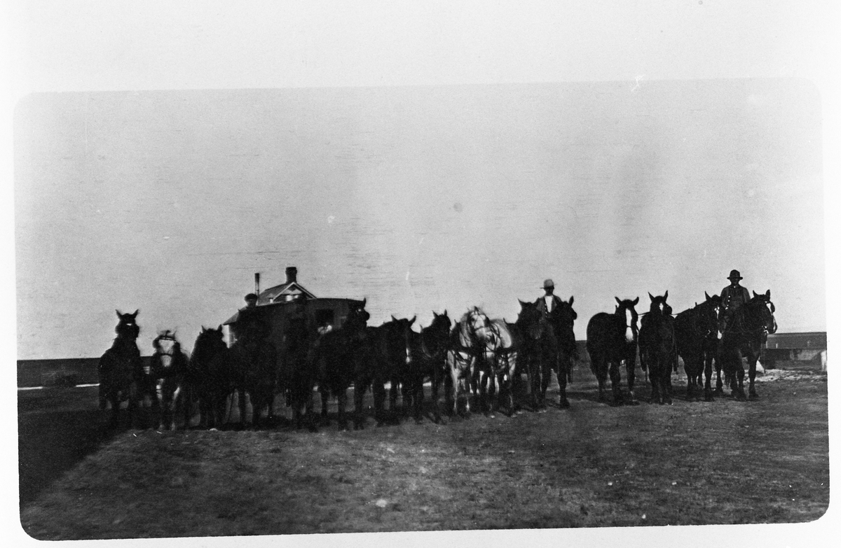 Fire mann og seksten hester. Fra Forman, Nord Dakota, ca. 1910.