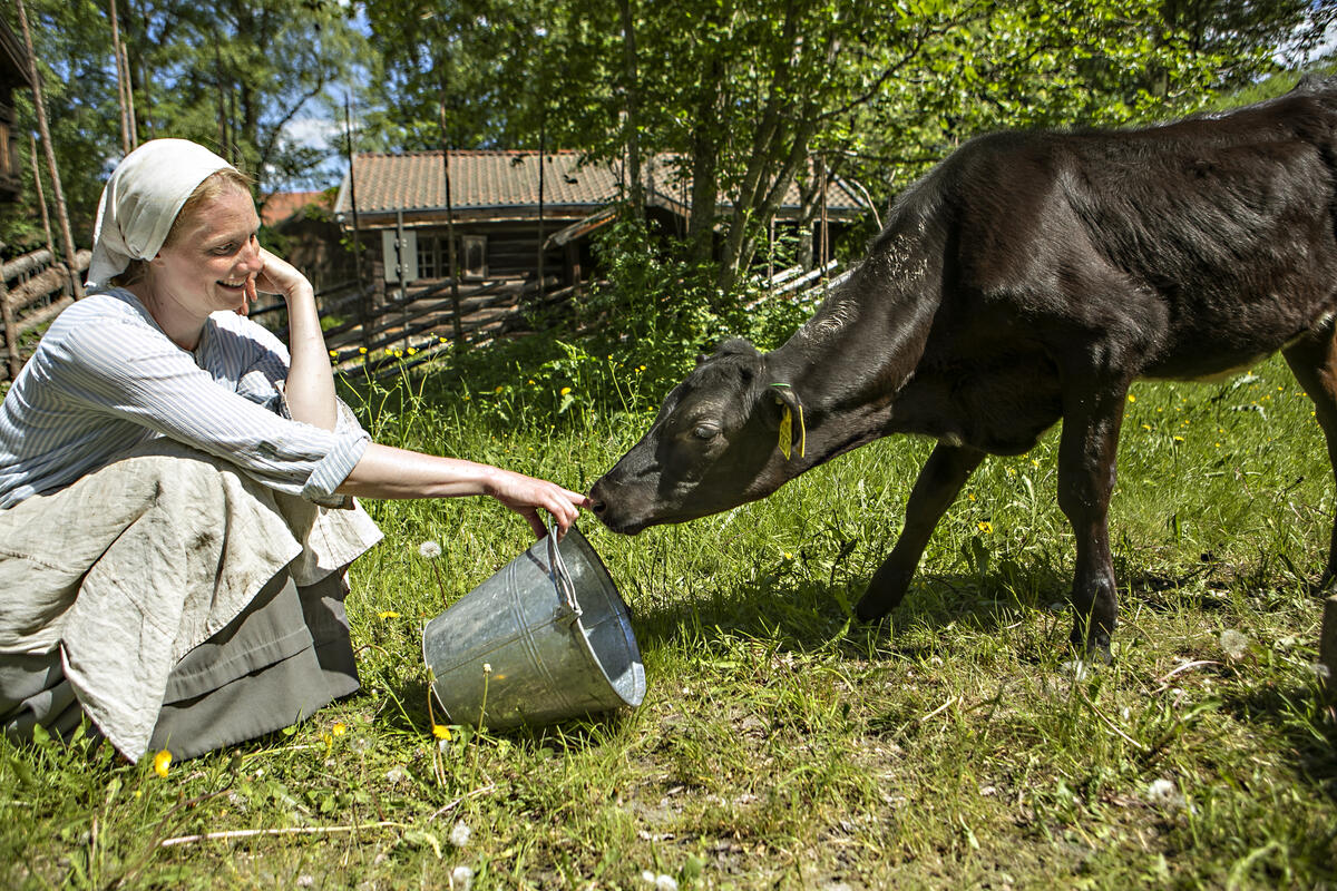 En kalv snuser på hånden til landbrukstunverten (Foto/Photo)