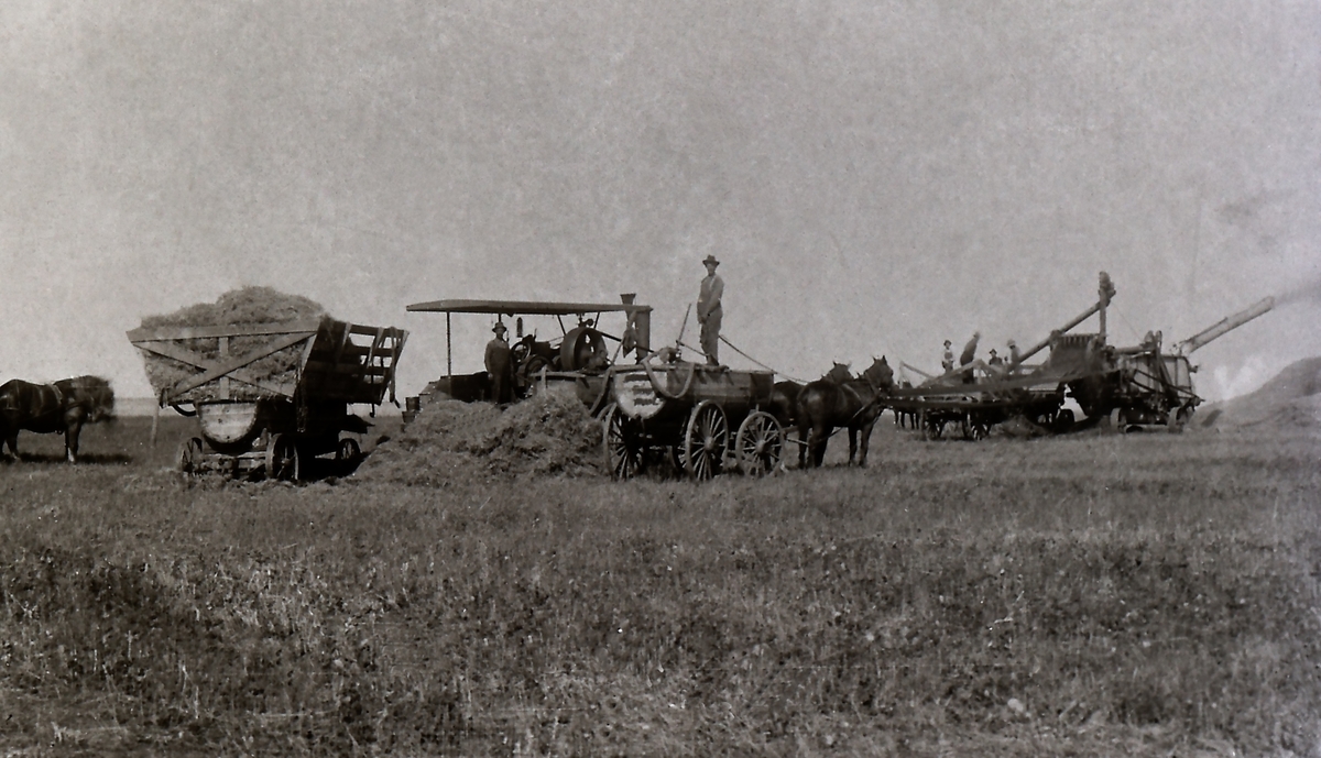 Korntresking på Anton H Lindtvedts gård i Assiniboia, Saskatchewan, Canada. Anton f. 1882 på Lindtvedt d.1918 i Regina, Canada.