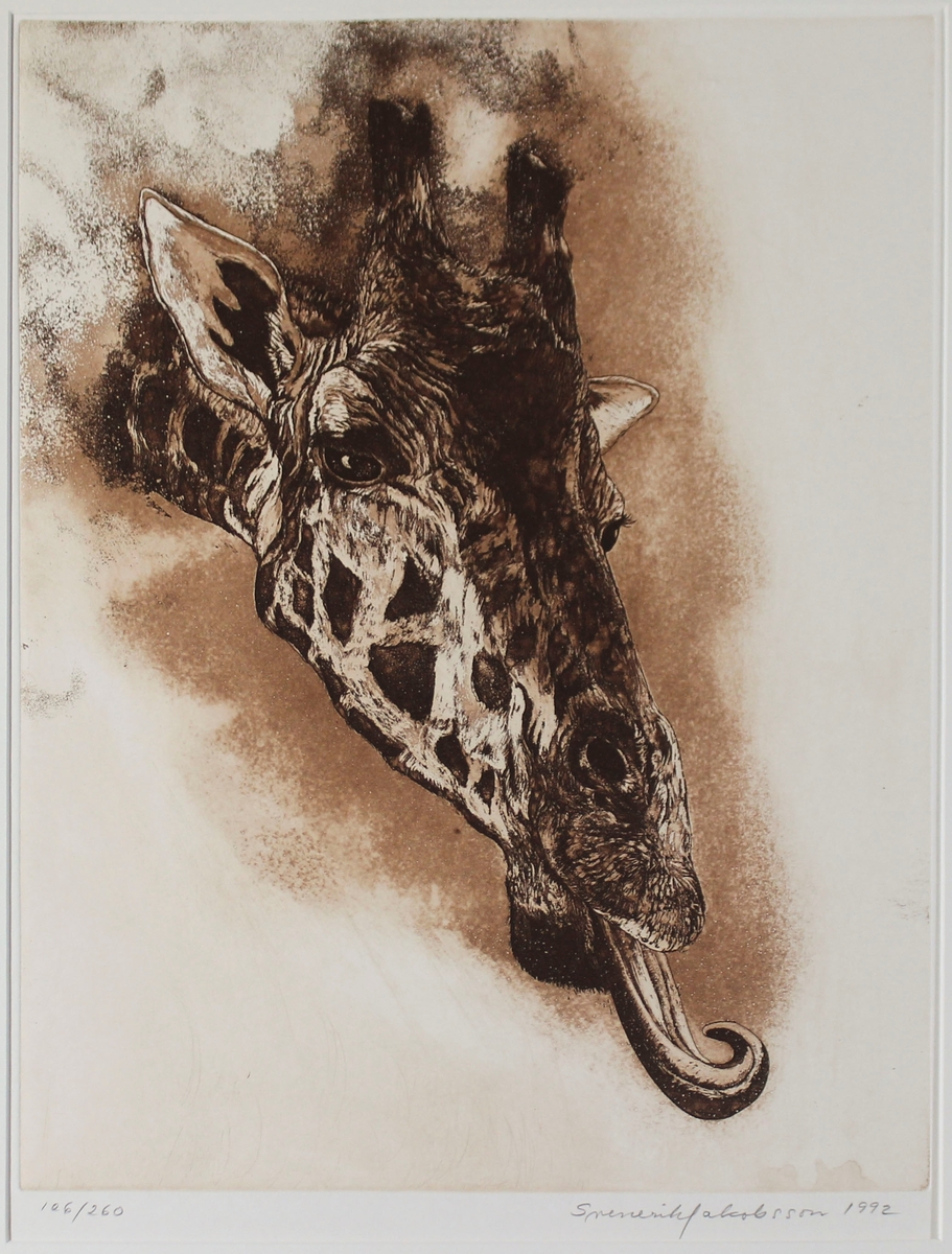 Bilden föreställer ett giraffhuvud med tungan utsträckt.