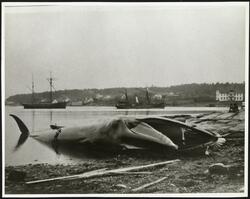 Den første hvalen skutt i Oslofjorden.