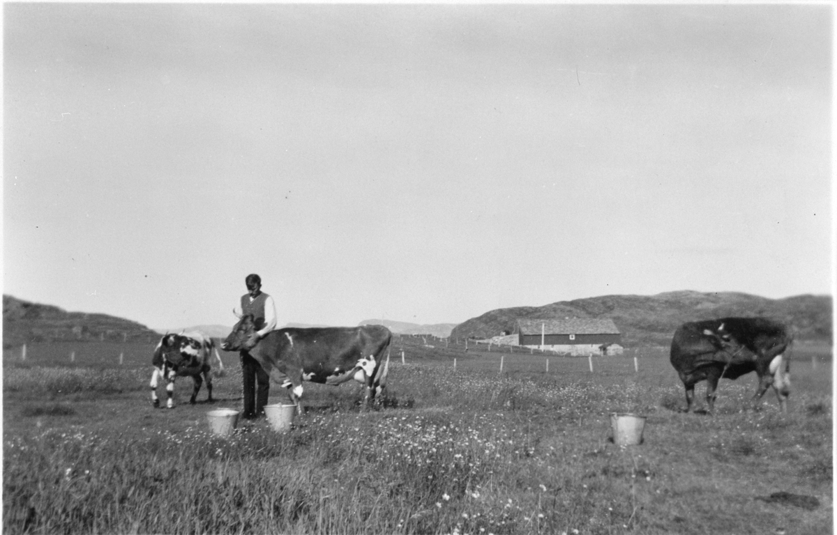 Olaf J. Sørgård med kyrne "Freigås" og "Rødlin", Linesøya