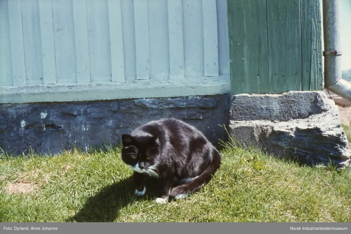 Sort katt på gresset utenfor bolighuset på Erlandsgard, Møsstrond