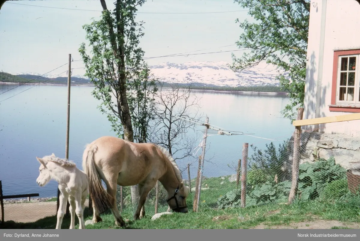 Føll og fjordhest på gårdstunet på skinnarland, Møsstrond med utsikt mot Møsvatn