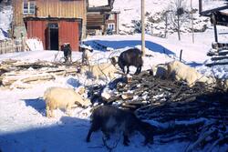 Geiter står på stabel med hogst ute i snøen på gården Øverbø