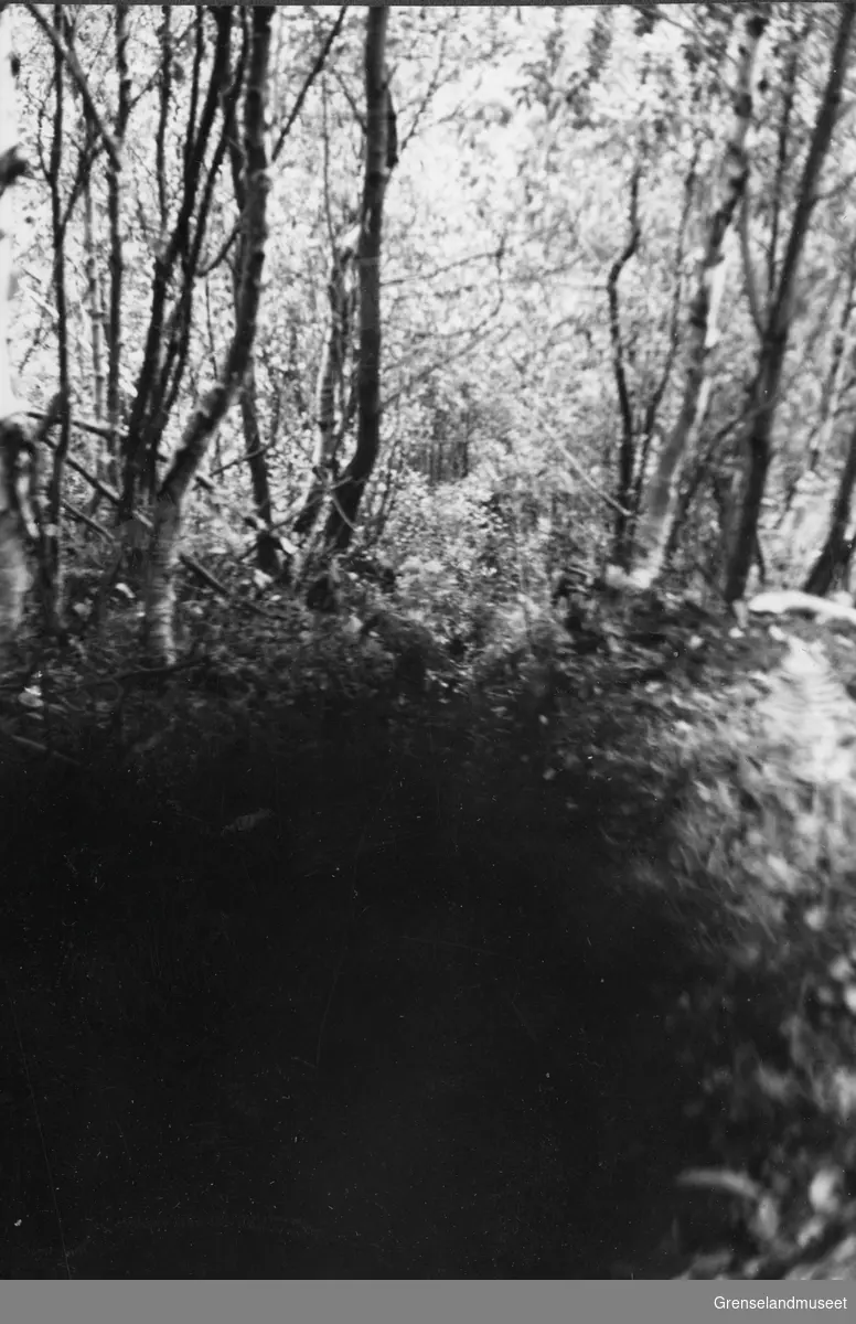 Bjørkeskog, Rana september 1937.